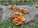 Herfst in Peer