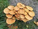 Herfst in Peer