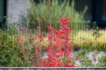 Herfstimpresssies