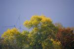 Herfstimpresssies
