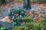 Kerst komt vroeg in Bocholt