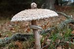 Prachtige paddenstoelen op 't Hageven