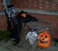 Halloween Leopoldsburg Boskant blijft groeien