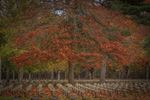 Herfst, door de lens van Leon