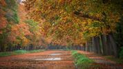 Herfst, door de lens van Leon