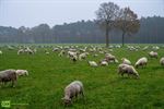 Schapen tellen in de Wolfstraat