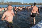 Record aantal ijsberen aan Paalse Plas