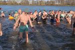 Record aantal ijsberen aan Paalse Plas