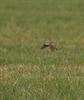 Veldleeuwerik is Vogel van het jaar