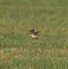 Veldleeuwerik is Vogel van het jaar