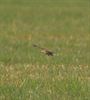 Veldleeuwerik is Vogel van het jaar