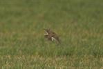 Veldleeuwerik is Vogel van het jaar