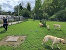 Okra Koersel trok naar Tongeren