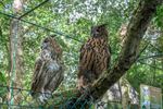 OKRA Reppel op bezoek bij Natuurhulpcentrum