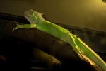 OKRA Reppel op bezoek bij Natuurhulpcentrum