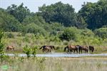 Exmoorpony’s aangekomen in Hageven-Plateaux