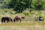 Exmoorpony’s aangekomen in Hageven-Plateaux