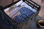 Blueberry Fields gestart met zelfpluk vanaf 7u
