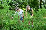 Blueberry Fields gestart met zelfpluk vanaf 7u