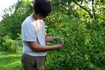 Blueberry Fields gestart met zelfpluk vanaf 7u