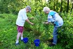 Blueberry Fields gestart met zelfpluk vanaf 7u