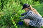 Blueberry Fields gestart met zelfpluk vanaf 7u