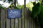Blueberry Fields gestart met zelfpluk vanaf 7u