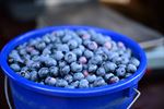 Blueberry Fields gestart met zelfpluk vanaf 7u