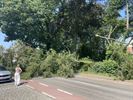 Boom op auto