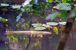 Bever duikt op in het Fosseeke