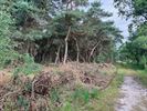 Jongeren helpen in het Hageven