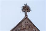 Ooievaars kiezen opvallende plek voor nest