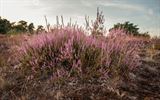 Ook het Hageven kreunt onder de hitte