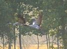 Sierlijke kraanvogels