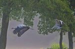 Sierlijke kraanvogels
