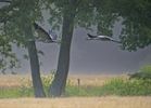 Sierlijke kraanvogels