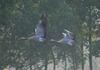 Sierlijke kraanvogels