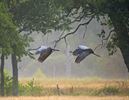 Sierlijke kraanvogels