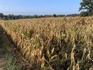 Maisdoolhof stopt vroeger door droogte