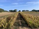 Maisdoolhof stopt vroeger door droogte