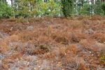Heide en natuur geraakt door hitte