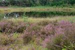 Heide en natuur geraakt door hitte