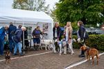 500 honden kwispelen op SHIN-dag