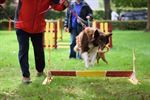 500 honden kwispelen op SHIN-dag