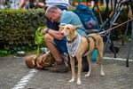 500 honden kwispelen op SHIN-dag