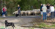 Schapen verlaten Pelt