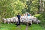 Schapen verlaten Pelt