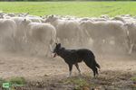 350 schapen zijn aangekomen in Peer