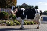 Sterke genen leveren 100.000 liter melk op