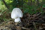 Herfstweertje